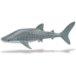 WHALE SHARK