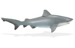 BULL SHARK