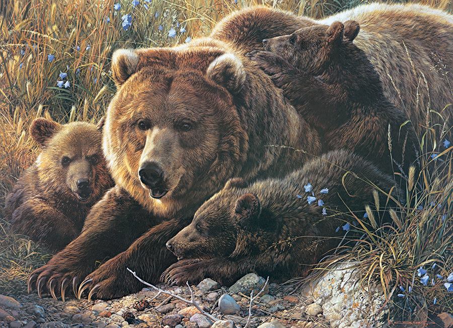 Grizzly Family 350pc