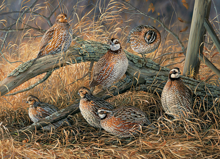 Quail 1000pc