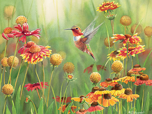 Rufous Hummingbird 500pc