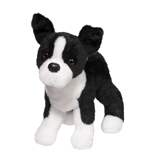 Quincy Boston Terrier