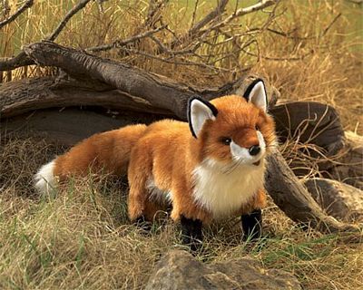 RED FOX