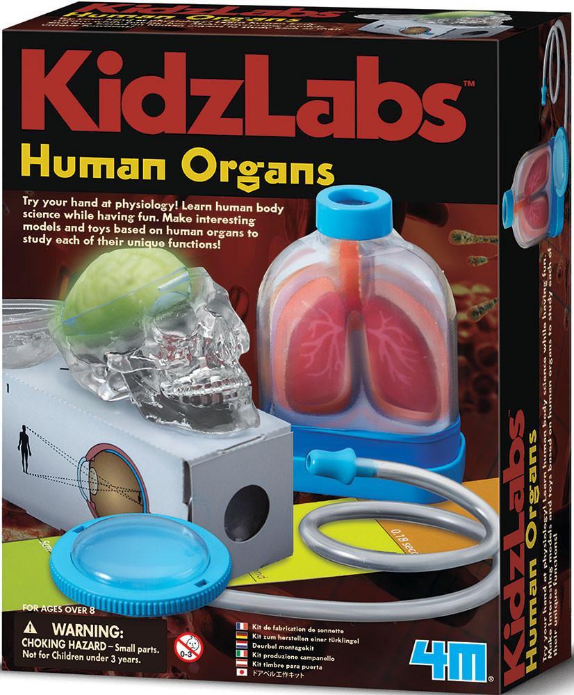 Kids Labs Human Organs