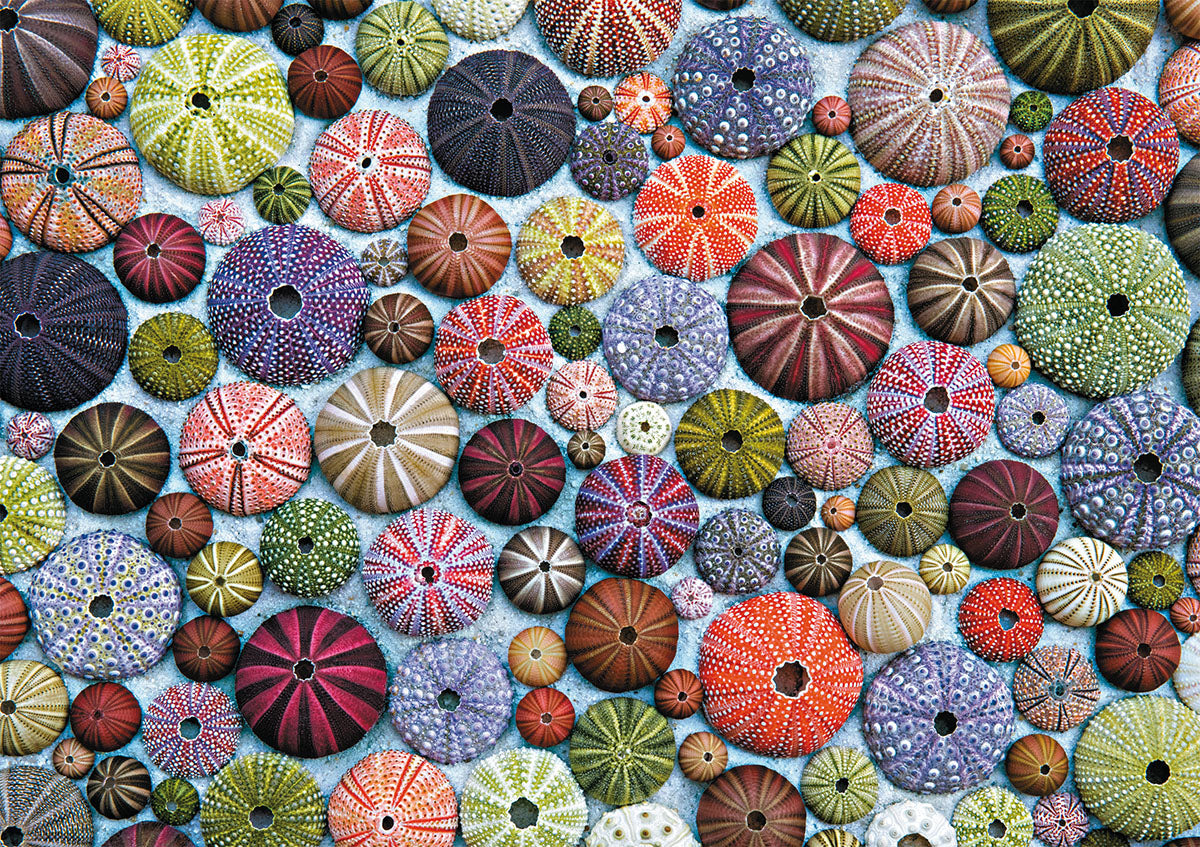 Sea Urchins 1000pc