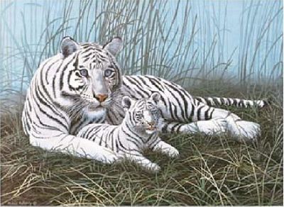 WHITE TIGERS IN THE MIST