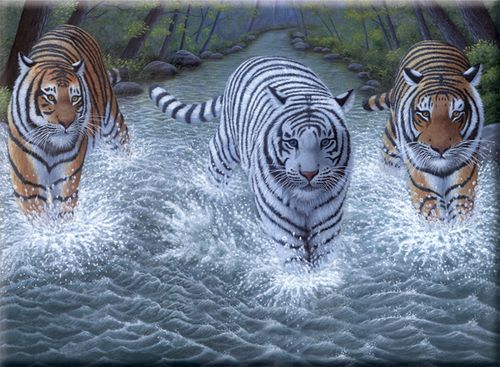 THREE TIGERS