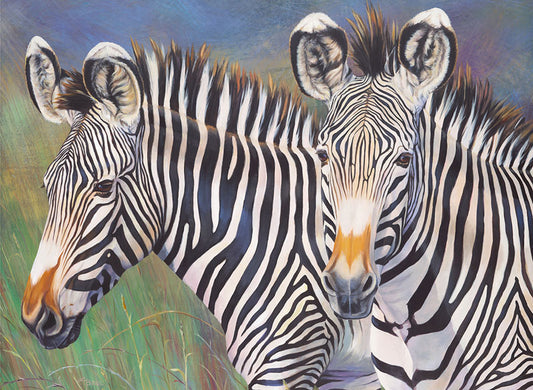 Grevy's Zebra