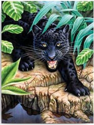 BLACK LEOPARD