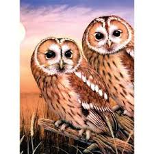 Tawny Owls