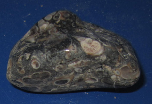 TURRITELLA AGATE