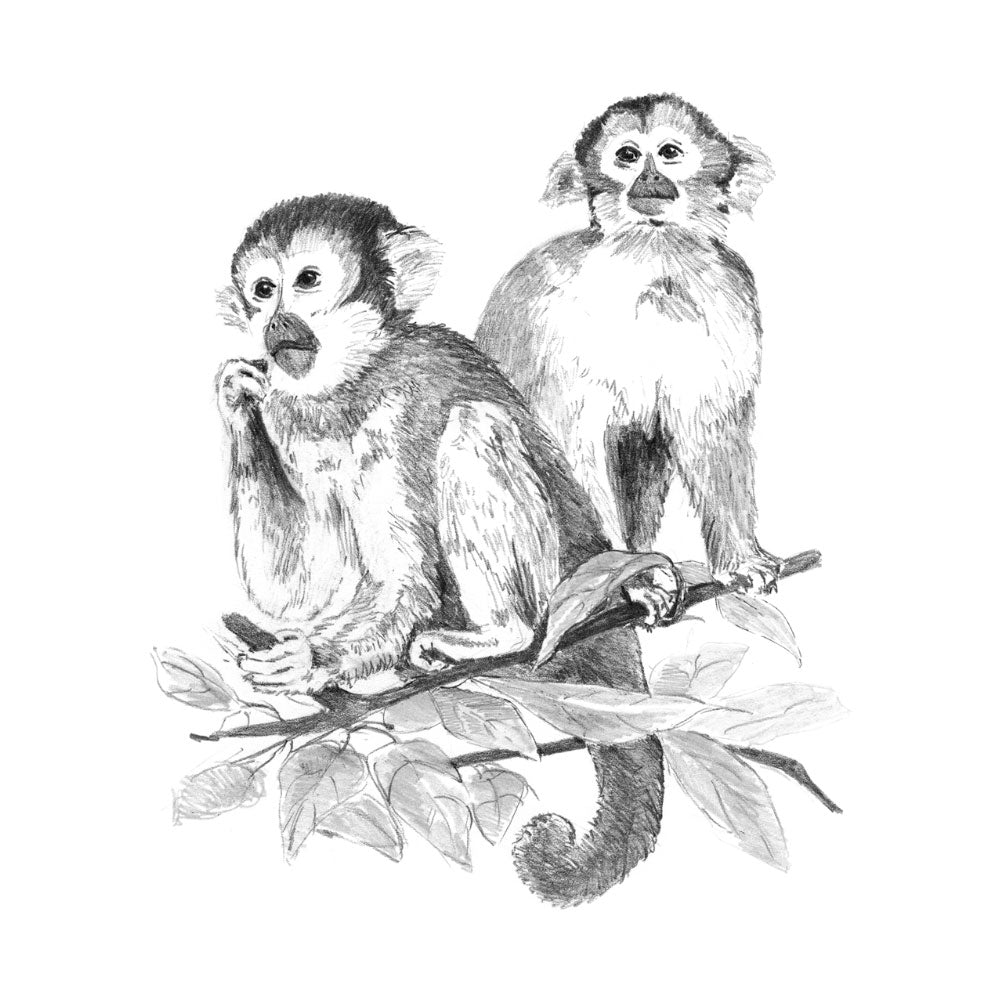 Sketching Made Easy Monkeys