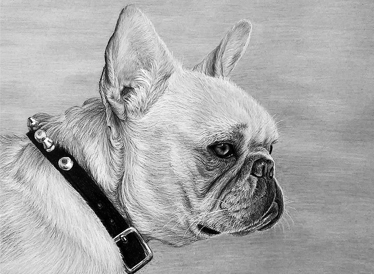 Sketching Made Easy French Bulldog