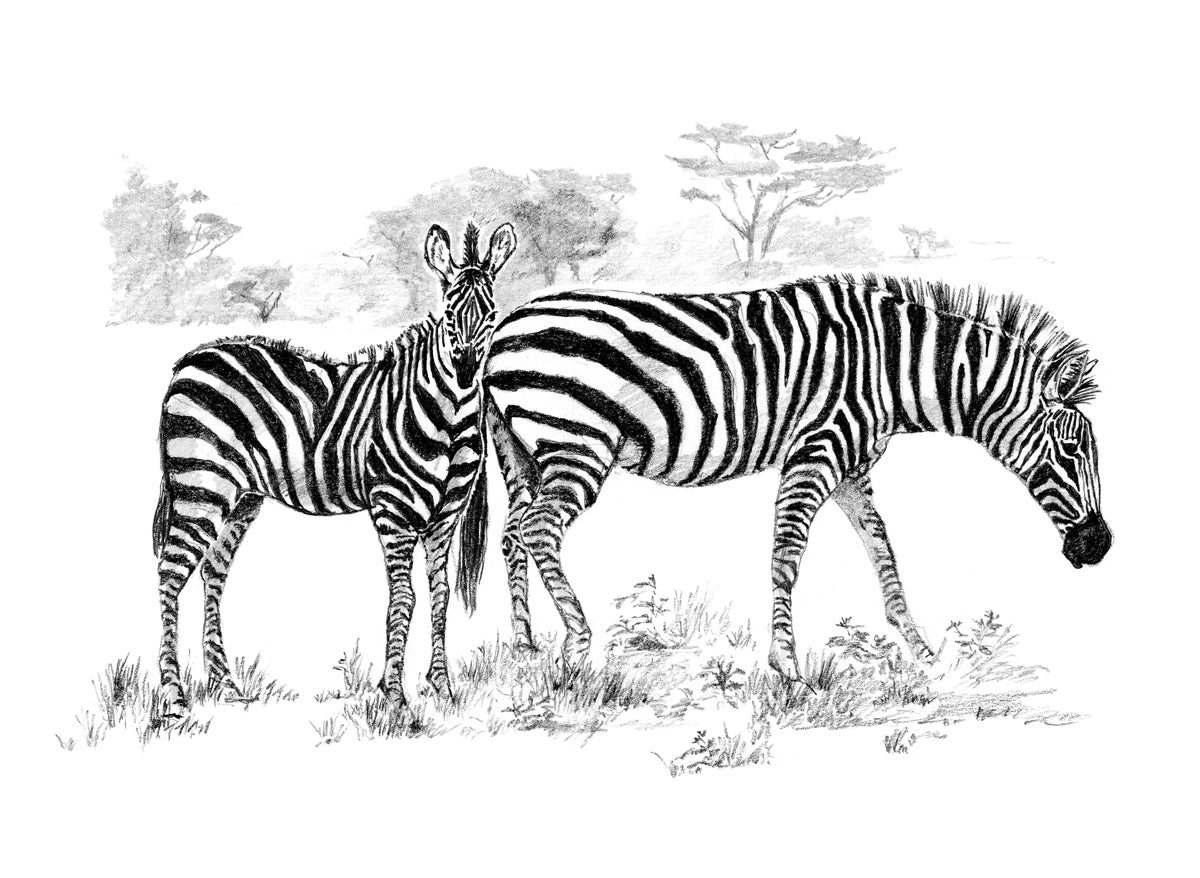 Sketching Made Easy Zebras