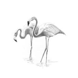 Mini Sketching Made Easy Flamingos