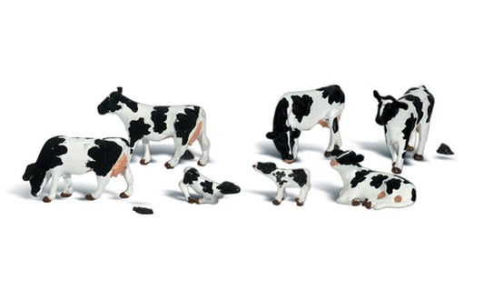 Holstein Cows