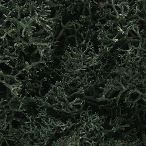 DARK GREEN LICHEN