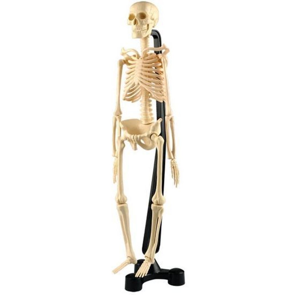 Mini store skeleton toy